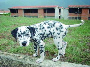 A Dalmatian puppy walking in a yard