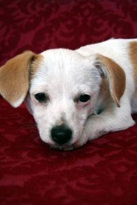 Innocent looking pup