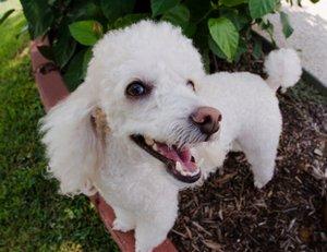 toy poodle teeth