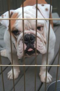bulldog pup