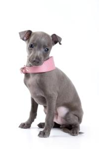 Italian greyhound puppy