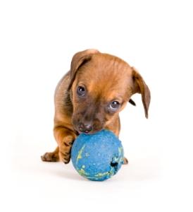 Puppy playing with ball