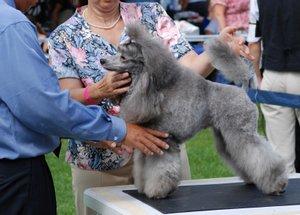 Show dog being examined