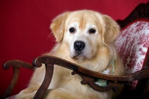 Tired of your dog shedding on the furniture?