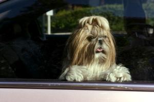Small dog left in car