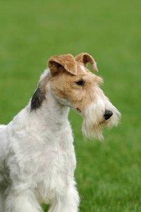 wire head terrier