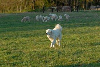 Pyrenees Mountain Dog