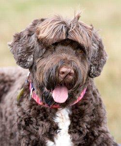 portuguese water dog hypoallergenic