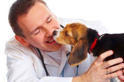 Beagle puppy licking a veterinarian's face