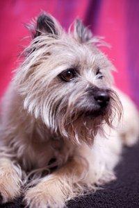 Image of an adult Cairn Terrier