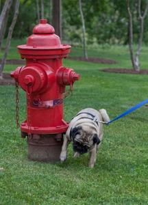 Fire Hydrant Dog