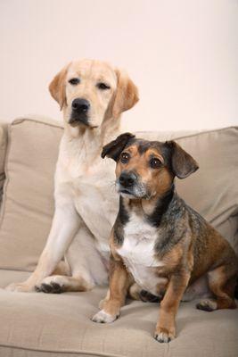 Pictures of Dogs and Puppies