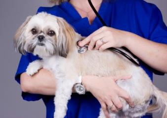 Heartworm Signs