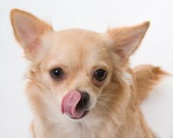 hungry dog licking his nose