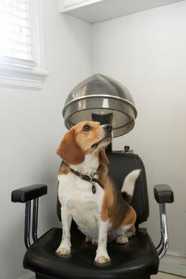 Beagle_Under_Hair_Dryer.jpg