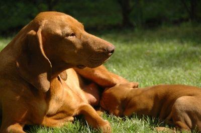 A mom and her pup.