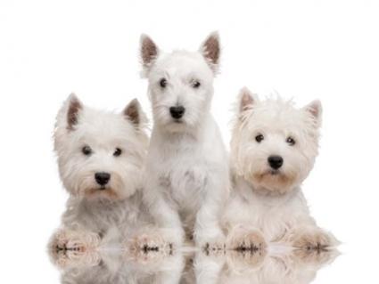 Westie Trio