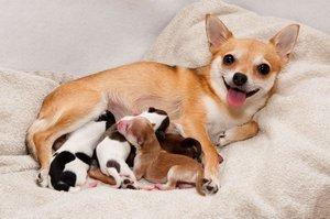 Chihuahua with litter