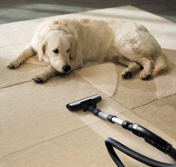 Dog watches a vacuum cleaner