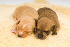 Two little whelps