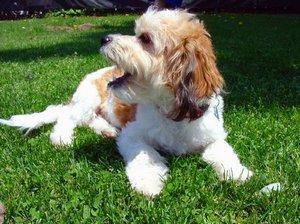 Cavachons are lovable, loyal dogs.