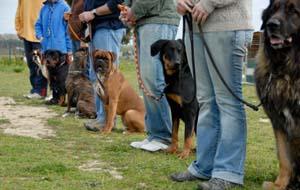 Group of well-behaved dogs