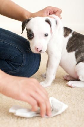 Housebreaking Puppies