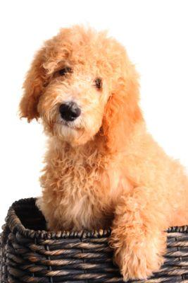 Goldendoodle