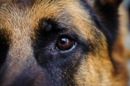 Close-up of a dog