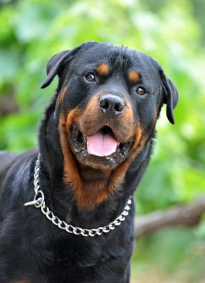 best loyal and protective dog breeds