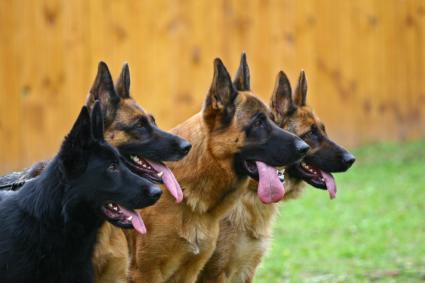 Four German Shepherds lined up in the backyard