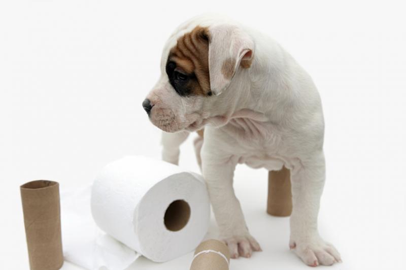 Housebreaking Tips for Puppies LoveToKnow