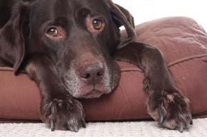 Old, tired looking dog.