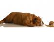 Pregnant Dog Not Eating And Vomiting Pregnant Dog Not Eating And Vomiting