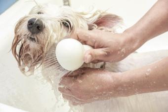 White Terrier Dog having a bath in a Grooming Salon