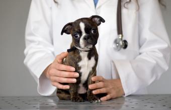 Cute puppy at veterinarian