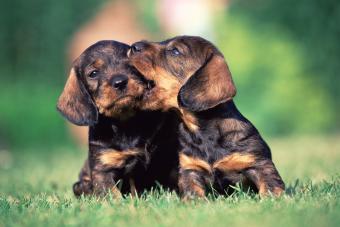 Two puppies in a field, one is mouthing the other one