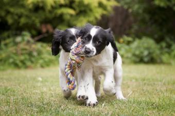 Two black and white puppies working as a team to carry rope