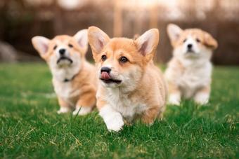 Three Welsh Pembroke Corgi puppies in the grass in the garden