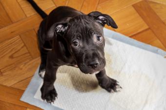 American Pit Bull Terrier puppy on an absorbent diaper