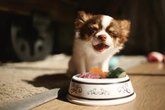 Chihuahua puppy raw eating 