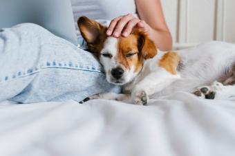 Young Woman Stroking Dog On Bed At Home