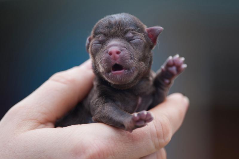 Breeder's Guide to When Puppies Open Their Eyes (On Average