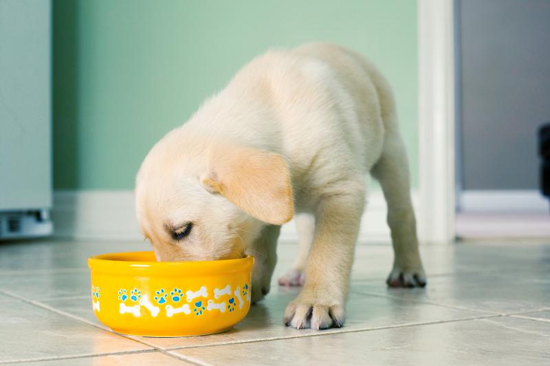 How Much Should a Puppy Eat? Use This Feeding Chart LoveToKnow Pets