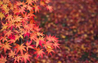 Japanese Maple Tree