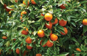 California Orange Tree