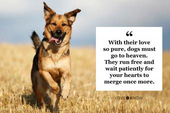 german shepherd running in a field