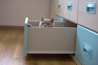 Cat hiding in drawer