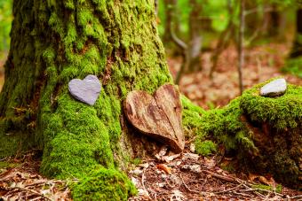 Natural burial grave in the forest