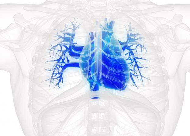 Human heart illustration